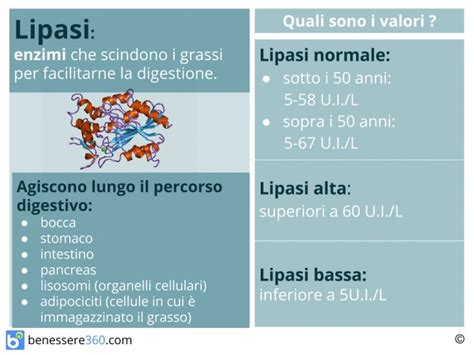 Struttura enzimatica della lipasi e sua azione sui lipidi