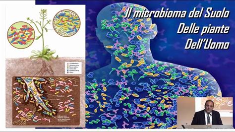 Rappresentazione degli organismi che compongono il microbioma del suolo