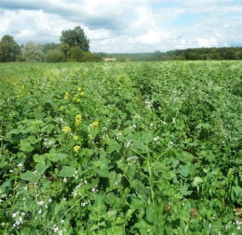 Campo con colture di copertura tra i filari