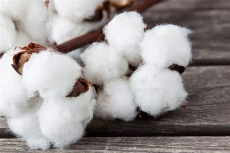 infografica che illustra i vantaggi del cotone biologico rispetto alle fibre sintetiche