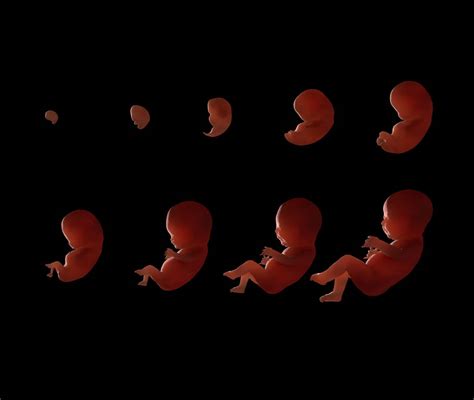 Sviluppo dell'embrione e del feto nell'utero