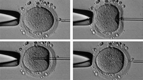 Micromanipolatore per l'inseminazione strumentale