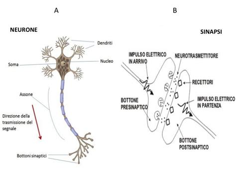 rappresentazione schematica di un neurone con assoni e sinapsi