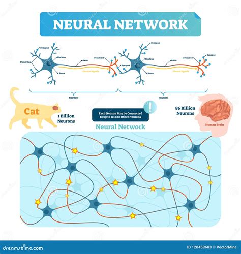 diagramma comparativo tra una rete neurale immatura e una mielinizzata