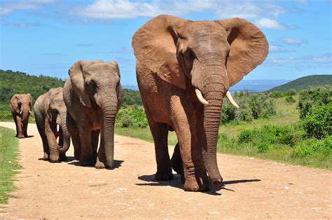 Elefante africano