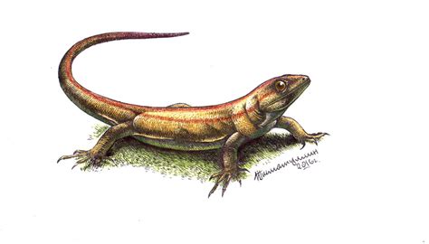 Ricostruzione di Casineria kiddi