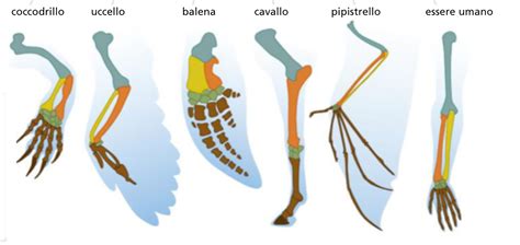 Esempio di omologia: arti anteriori dei vertebrati