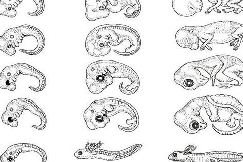 Concetto di Evo-Devo