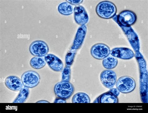 immagini microscopiche di candida