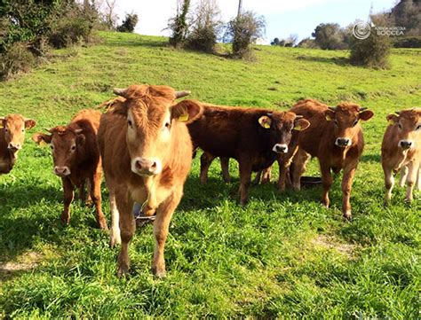 Allevamento di bovini