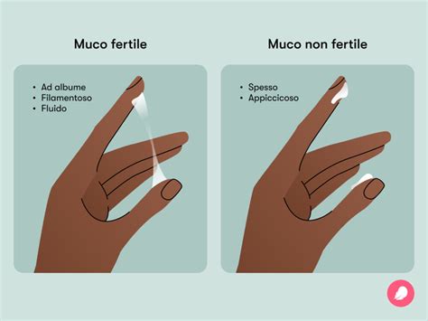 Illustrazione muco cervicale