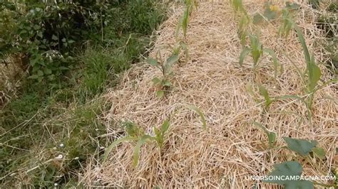 Pieno campo con pacciamatura di paglia