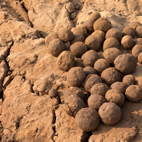 Seedballs di Masanobu Fukuoka