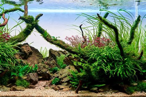 acquario paesaggistico dove il muschio di Natale è accostato a piante a foglia larga e pratini di Monte Carlo
