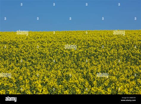 Campo di Hemerocallis in piena fioritura con suolo ben curato