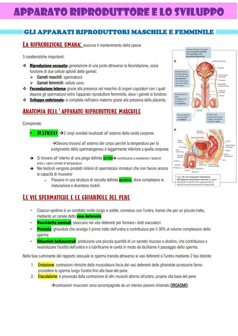 Schema illustrativo dell'anatomia dell'apparato riproduttore femminile