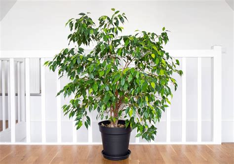 Esemplare adulto di Ficus benjamina in un luminoso salotto domestico