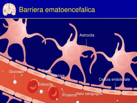 rappresentazione schematica della barriera ematoencefalica con cellule endoteliali, astrociti e giunzioni occludenti