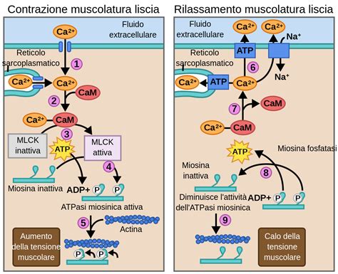 Diagramma della muscolatura liscia e dei suoi meccanismi di contrazione
