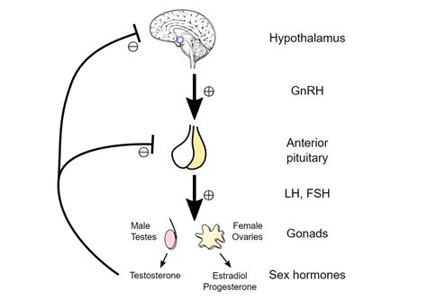 Asse ipotalamo-ipofisi-gonadi