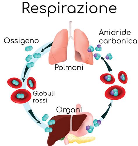Schema del trasporto di ossigeno tramite globuli rossi