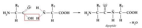 rappresentazione schematica di un enzima proteolitico che scinde un legame peptidico