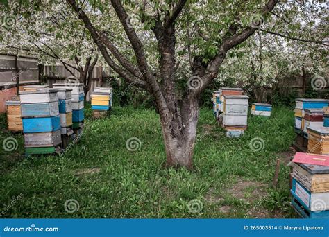 apiario in primavera