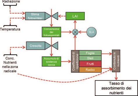 schema fisiologico dell'assorbimento radicale di nutrienti minerali