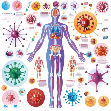 Infografica: Il ruolo del sistema immunitario nell'impianto embrionale
