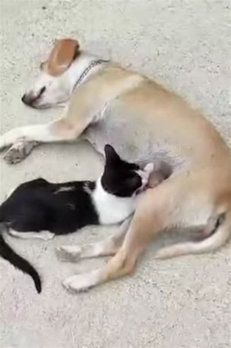 Cagnolina allatta cinghialetto