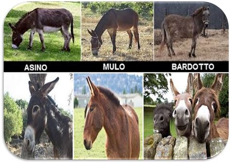 illustrazione schematica delle differenze morfologiche tra asino, cavallo, mulo e bardotto