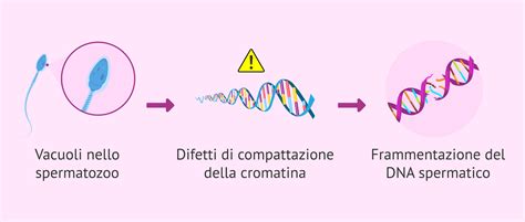 schema dei danni molecolari accumulati negli spermatozoi con l'invecchiamento