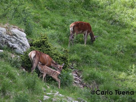 Una cerva che allatta il proprio cerbiatto in una radura boschiva al crepuscolo