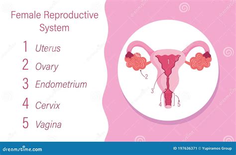 illustrazione anatomica semplificata dell'apparato riproduttivo femminile