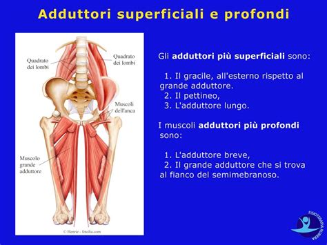Anatomia di una vongola con cerniera, umbone, muscoli adduttori e sifoni