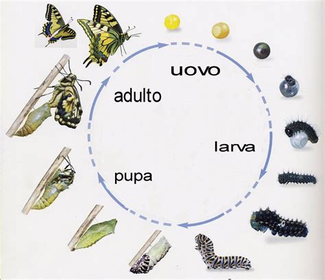 Ciclo di vita delle vongole: uovo, larva planctonica e fase bentonica