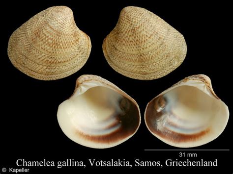 Conchiglia di Chamelea gallina
