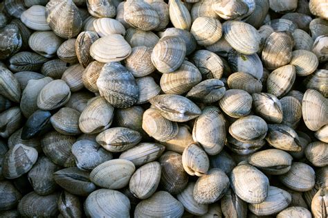 Vongole fresche con marchio di garanzia e rintracciabilità