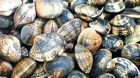 Vongole vive su ghiaccio per la conservazione