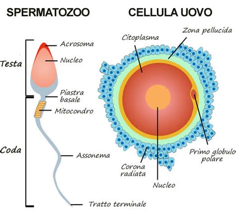 rappresentazione microscopica di un ovocita circondato da spermatozoi