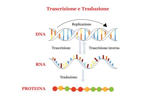 rappresentazione schematica del DNA e dell'analisi microarray