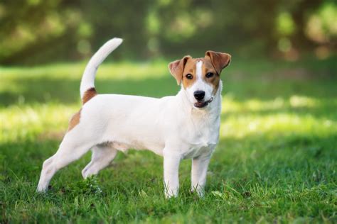 Un cane Jack Russell Terrier in un momento di gioco dinamico in giardino