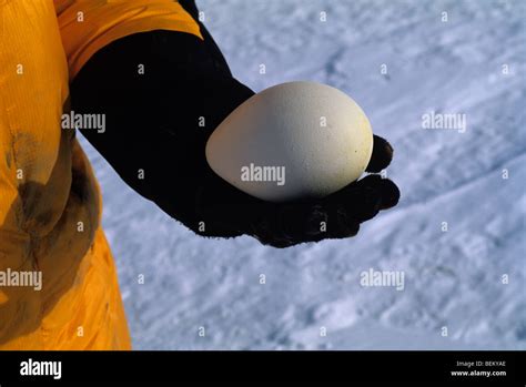 Pinguino imperatore che protegge il proprio uovo