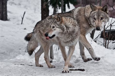 Famiglia di lupi in natura