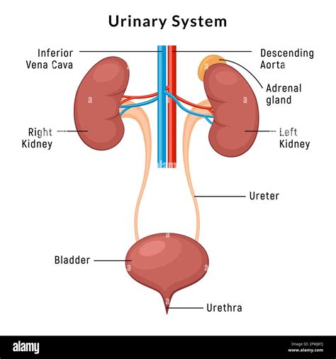 Diagramma della vescica e del sistema urinario