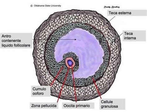 Struttura dell'ovocita con zona pellucida e cumulo ooforo