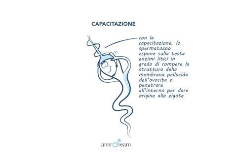 Schema del processo di capacitazione spermatica