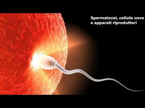 Microscopio che osserva spermatozoi