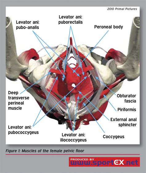 Anatomia pelvica femminile: retto e vagina