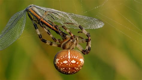Coppia intrappolata in una ragnatela di emozioni complesse
